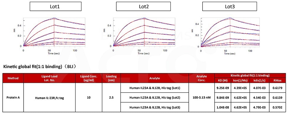 Affinity of three different lots of Human IL23A & IL12B, His Tag protein (Cat. No. ILB-H52W5) is verified by binding with Human IL-23R, and the result shows very high batch-to-batch consistency. (BLI).