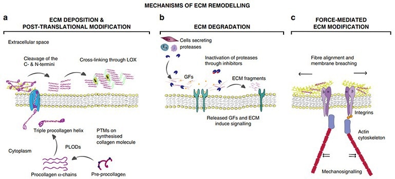 Mechanisms of ECM remodeling
