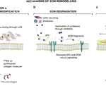 Understanding the role of tumor microenvironment in cancer metastasis