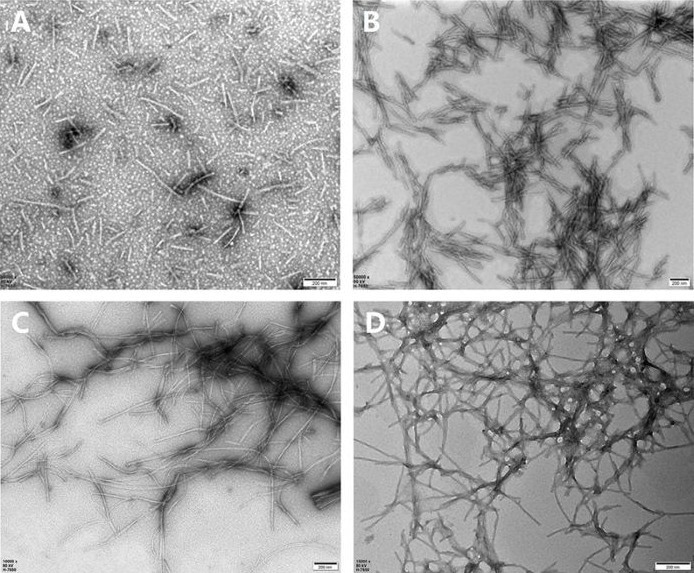 TEM images of tau and α-syn PFFs in wild-type and mutant forms. (A) tau WT PFFs (TAU-H5115); (B) Tau K18 P301L mutant PFFs (TAU-H5113); (C) α-syn WT PFFs (ALN-H5115); (D) α-syn A53T mutant PFFs (ALN-H5114). Scale Bar, 200 nm