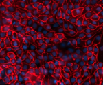 Optimizing in vitro models for predicting human renal toxicity