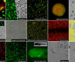 Discover live cell imaging