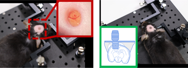 Mouse animal models implanted with (A) Cranial imaging window, and (B) Cranial imaging cannula