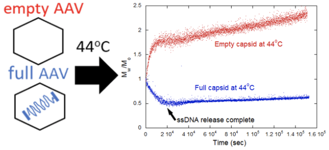 Normalized molecular weight Mw/M0 vs Time s for full and empty AAV capsids at 44 °C 3