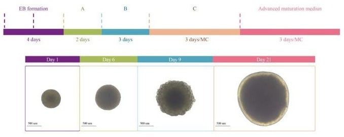 Protocol Diagram of Brain Organoid Differentiation