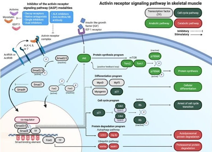 The signaling pathway of Activin