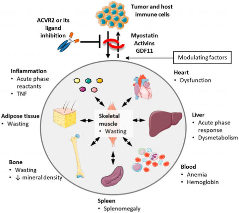 Diseases associated with Activin signaling pathways