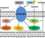 The evolution of STEAP1 targeted therapy