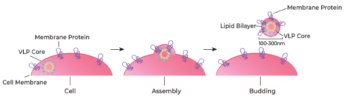 Virus-like particle (VLP) technology platform expresses transmembrane proteins on the host cell surface