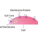 Anti-CD20 mAbs profiling