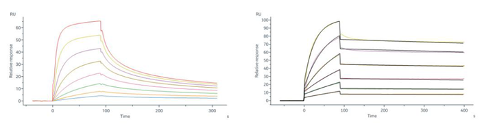 (A) Human TL1A, his tag, active trimer (Cat. No. TLA-H5243) binds to immobilized Human DR3 protein, his tag (Cat. No. TN5-H52H3) with an affinity constant of 45.8 nM as determined by an SPR assay. (B) Human TL1A, hig tag, monomer (Cat. No. TLA-H5246) binds to immobilized DcR3, Fc Tag (TNB-H5255) with an affinity constant of 0.497 nM