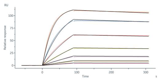 (A) Human TL1A, his tag, active trimer (Cat. No. TLA-H5243) binds to immobilized Human DR3 protein, his tag (Cat. No. TN5-H52H3) with an affinity constant of 45.8 nM as determined by an SPR assay. (B) Human TL1A, hig tag, monomer (Cat. No. TLA-H5246) binds to immobilized DcR3, Fc Tag (TNB-H5255) with an affinity constant of 0.497 nM