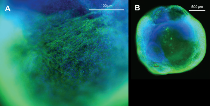 Immunostaining of Cardiac Organoids. (a) Magnified view (20x) of cardiac organoids with cardiomyocytes were visualized using the cTnT marker with nuclei visualized by DAPI. (b) Presence of cardiomyocytes throughout the entire organoid can be observed
