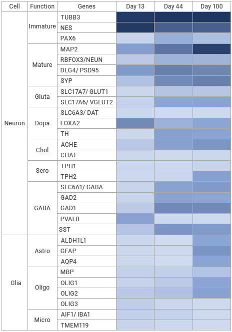 Bulk RNA Sequencing of Cerebral Organoids. Various gene markers were monitored for the presence of various cell types and subtypes throughout the growth and maturation of generated cerebral organoids