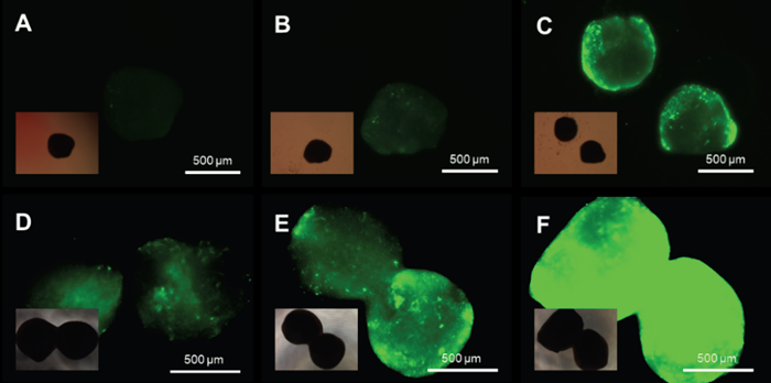 Fluorescent microscopy of organoids after infection by several AAV serotypes. (a,b,c) Cardiac organoids grown for 11 days were infected with (a) AAV5-WT, (b) IVB-1, (c) IVB-2 were individually placed into a well plate. Transgene delivery efficacy was visualized by fluorescent intensity from GFP transgene expression. (d,e,f) Cerebral organoids grown for 101 days were infected with (d) AAV5-WT, (e) IVB-1, and (c) IVB-2. Comparatively, the IVB-2 subtype showed higher infectiousness and transgene delivery towards cerebral organoids rather than cardiac, elucidating varying efficacy between organ types
