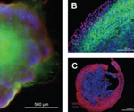 Human organoids for AAV capsid selection