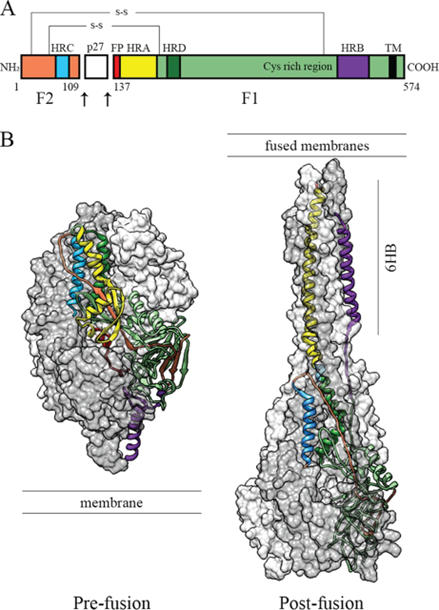 (Left) Pre- and (Right) Post-fusion forms of the RSV F protein. Protein structural arrangement occurs during the host-virus membrane fusion, signaling viral infection.5