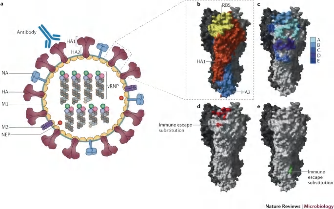 The influenza A and B virion.4