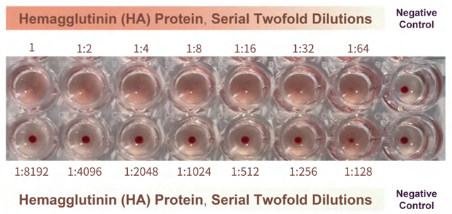 Influenza B virus [Austria/1359417/2021 (B/Victoria lineage)] Hemagglutinin (HA) Protein, His Tag (Cat. No. HAE-V52H8) binding to RBCs (Rooster red blood cells) at a final concentration of 0.4688 μg/mL can lead to complete hemagglutination. The final concentration of the sample in the first well was 15 μg/mL