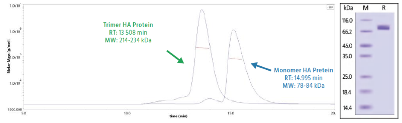 (a) Chromatogram collected through SEC-MALS using standard solutions of HA proteins. Retention time (RT) information is collected from UV detector, while molecular weight (MW) is collected from MALS. (b) Reducing SDS-PAGE of trimeric HA