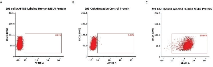 5e5 of anti-MSLN CAR-293 cells were stained with 100 μL of 3 μg/mL of AF488-Labeled Human Mesothelin (296-580), His Tag (Cat. No. MSN-HA2H9) and negative control protein respectively (Fig. B and C), and non-transfected 293 cells were used as a control (Fig. A). AF488 signal was used to evaluate the binding activity