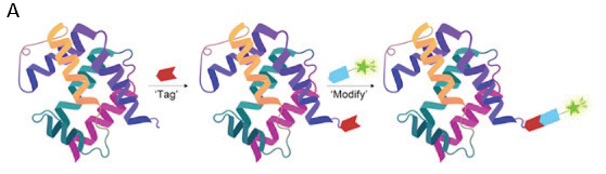 (A) Site-specific and (B) traditional chemical labelling methods. Synthetic reagents for chemical fluorescent labelling through traditional labelling results in significant variation in number of conjugated fluorophore and conjugation site.