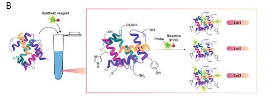 (A) Site-specific and (B) traditional chemical labelling methods. Synthetic reagents for chemical fluorescent labelling through traditional labelling results in significant variation in number of conjugated fluorophore and conjugation site.