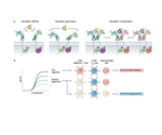The impact of cytokines on stem cells and organoid research in drug discovery