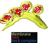 3D recostructure of the spherules at the plasma membrane. Yellow: plasma membrane, red: viral RNA, and blue: protein complex sitting at the spherule necks