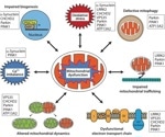 Insights into kinase inhibitors' therapeutic potential in neurodegenerative diseases