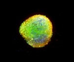 Functional characterization of 3D neurospheres