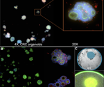 AI analysis for enhanced 3D screening assay data capture