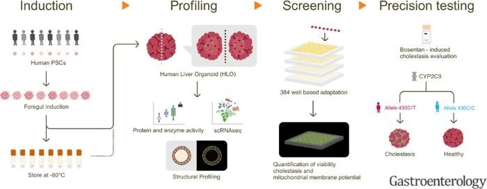 Drug toxicity screening system based on liver organoids