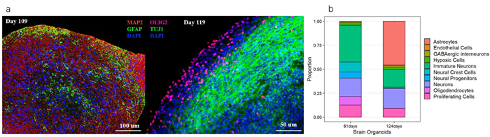 Immunostaining (a) and scRNA-seq analysis (b) showing that cerebral organoids highly express mature neurons and glia after 100+ days (CIPO-BWL002K, ACROBiosystems), compared to 60+ day organoids (CIPO-BWL001K, ACROBiosystems)