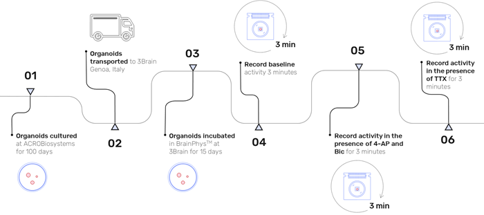 Experimental timeline illustrating the culture period, organoid delivery, organoid incubation in BrainPhysTM and three recording stages: baseline activity, activity after addition of 100 μM 4-AP + 20 μM Bic, activity after addition of 10 μM TTX