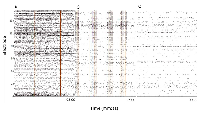 Raster Plot displaying the spiking activity of the organoid from a subset of example electrodes at baseline (a), 100 μM 4-AP + 20 μM Bic (b), 10 μM TTX (c). Orange bars indicate network burst detection
