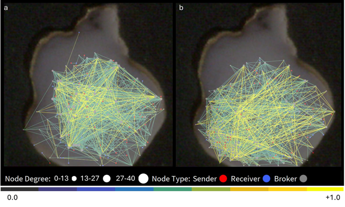 Network connectivity map overlayed on the recorded organoid in baseline condition (a), and after application of 4- AP and Bic (b)