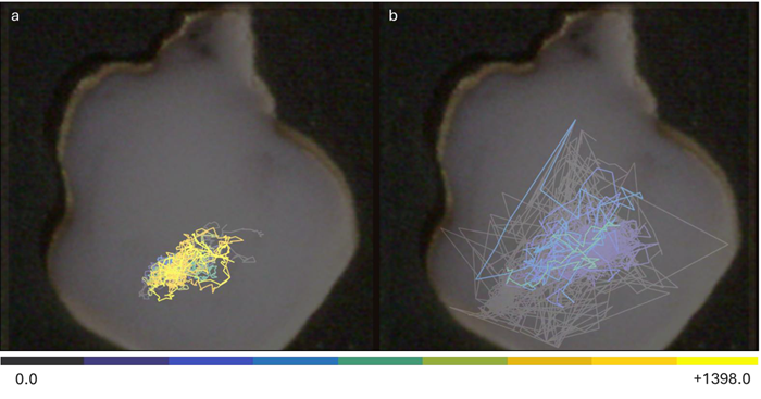 CAT Map overlayed on the recorded organoid displaying trajectory in baseline condition (a), and after application of 4-AP and Bic (b)