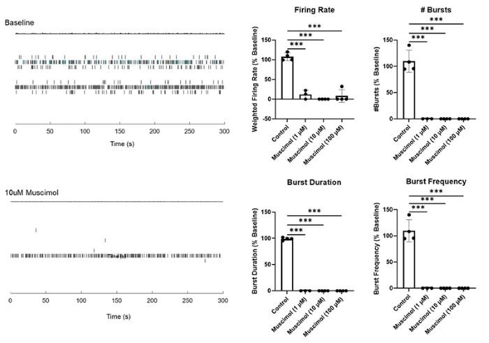 Effects of Muscimol treatment on neural activity in brain organoids