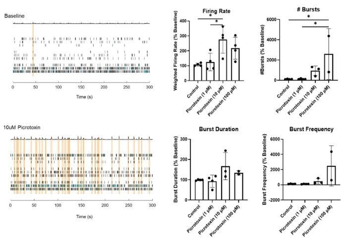Effects of Picrotoxin treatment on neural activity in brain organoids