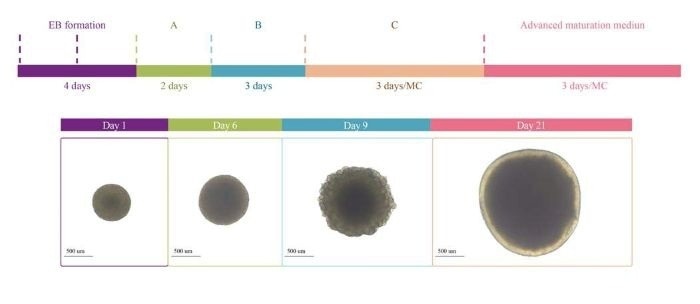 Protocol Diagram of Brain Organoid Differentiation