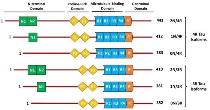 Six Tau isoforms generated by alternative splicing