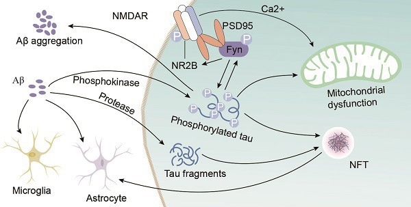 Interaction of Aβ and Tau in AD