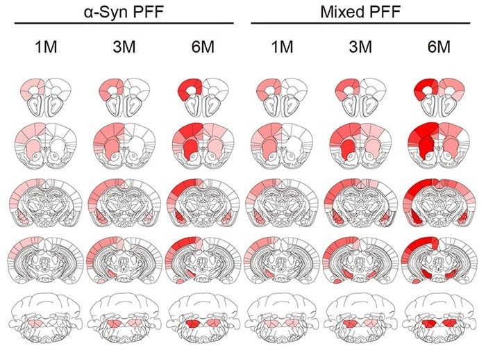 Heatmap of pS129 pathology scores in mouse brains injected with different PFFs