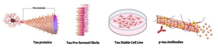Tau protein as neurodegenerative disease research