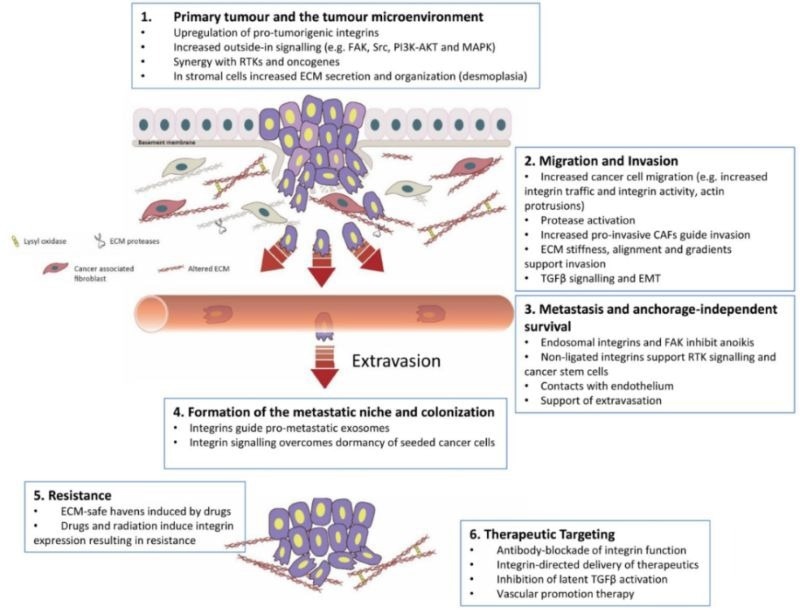 Integrin-mediated tumor cell migration process