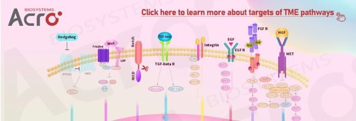 Integrin proteins for targeted drug development