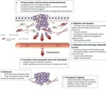 Integrin proteins for targeted drug development
