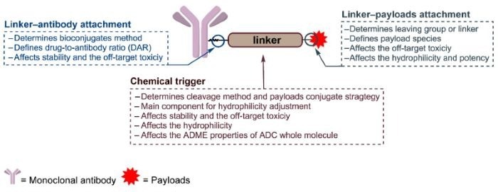 The general structure of an ADC and the roles of the chemical trigger, the linker‒antibody attachment and the linker‒payload attachment5