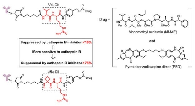 The structure of the cBu-Cit-PABC-containing ADCs 5